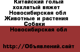 Китайский голый хохлатый вяжет - Новосибирская обл. Животные и растения » Собаки   . Новосибирская обл.